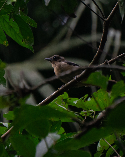 Black-goggled Tanager (Trichothraupis melanops), photo 7