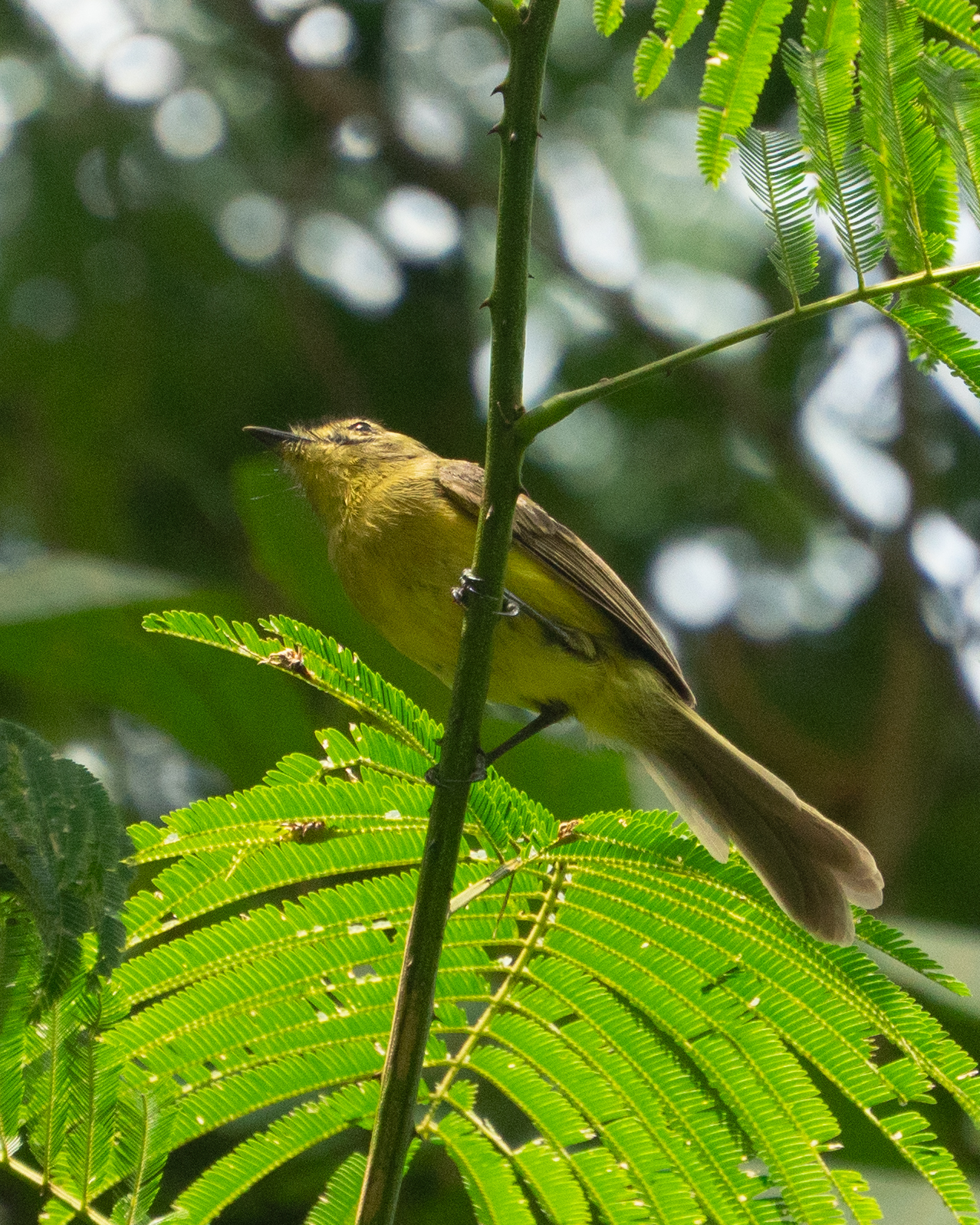 Yellow Tyrannulet (Capsiempis flaveola), photo 9