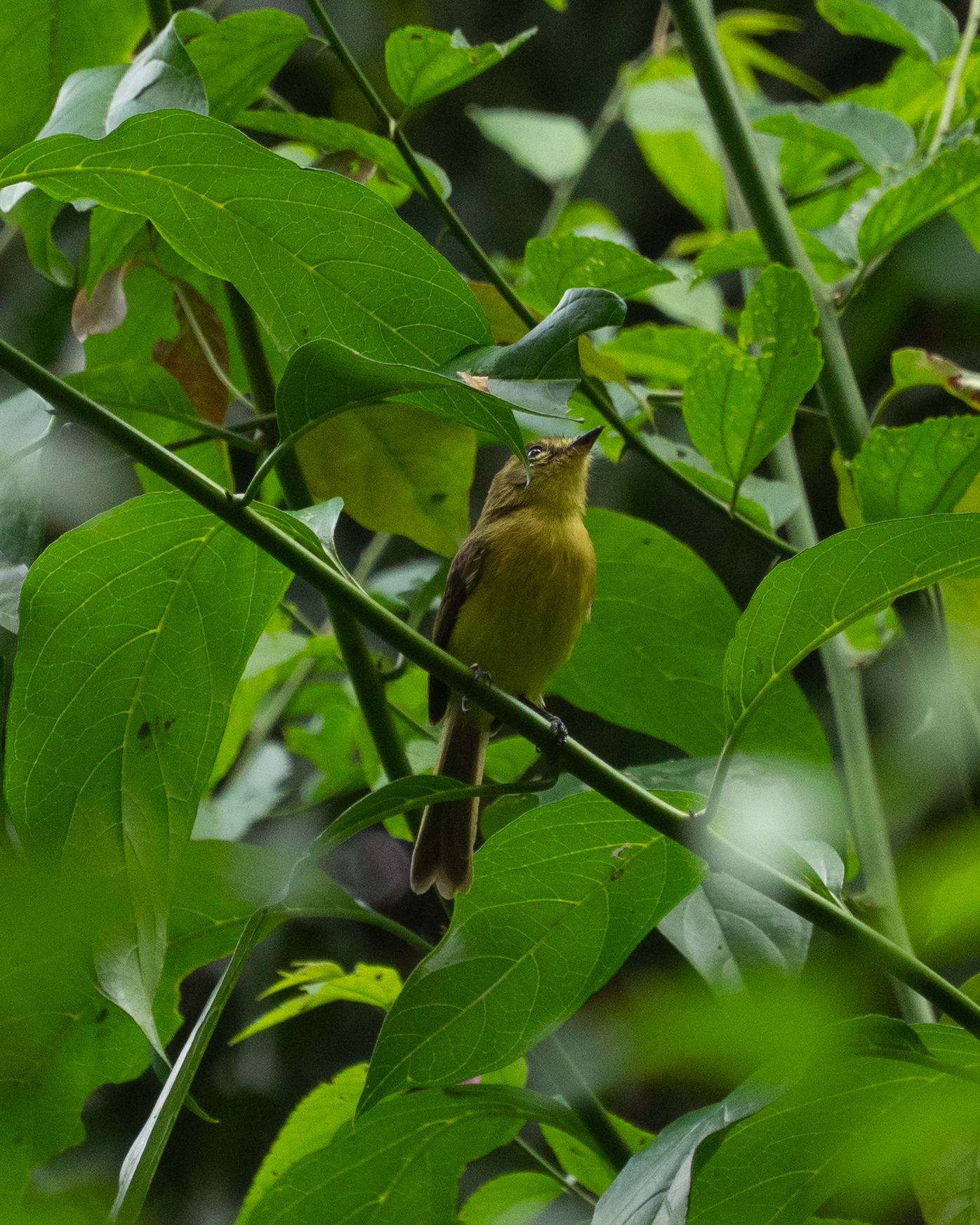 Yellow Tyrannulet (Capsiempis flaveola), photo 10