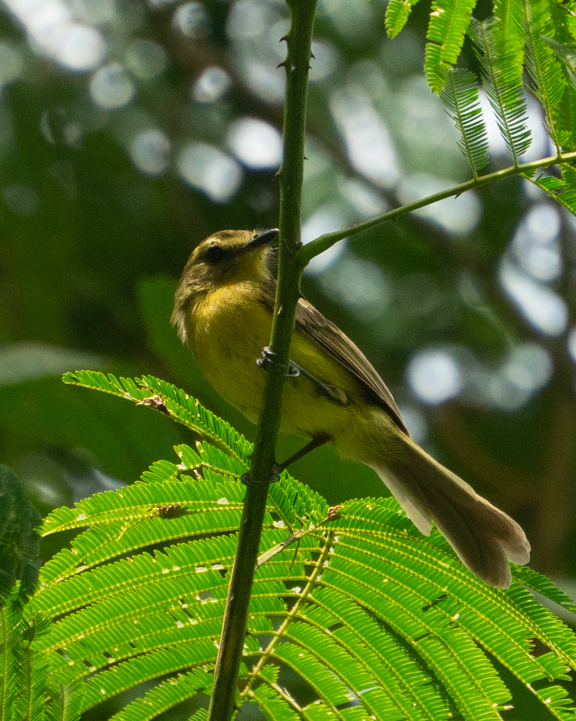 Yellow Tyrannulet (Capsiempis flaveola), photo 8