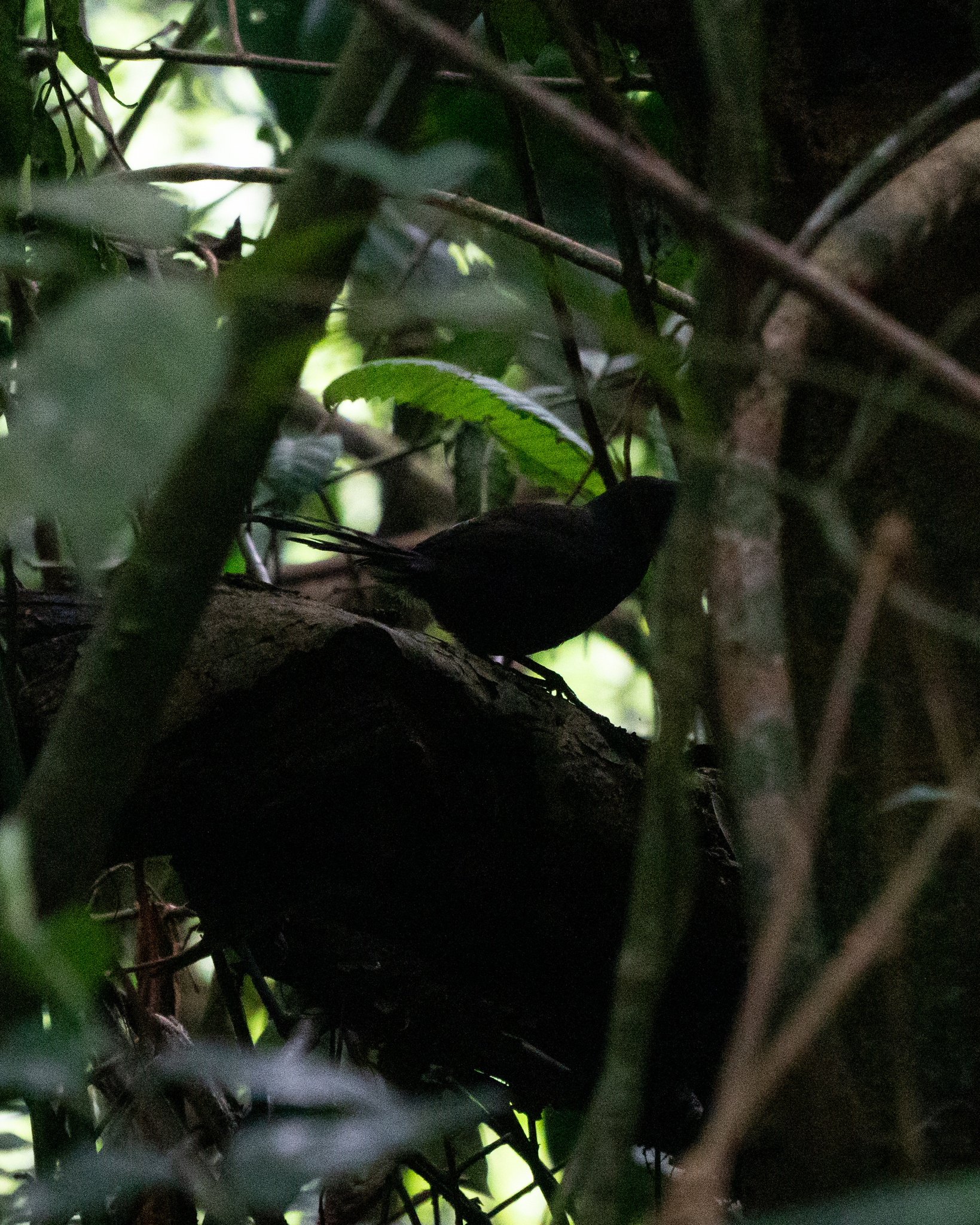 Slaty Bristlefront (Merulaxis ater), photo 8