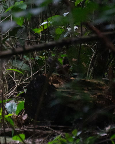 Slaty Bristlefront (Merulaxis ater), photo 8