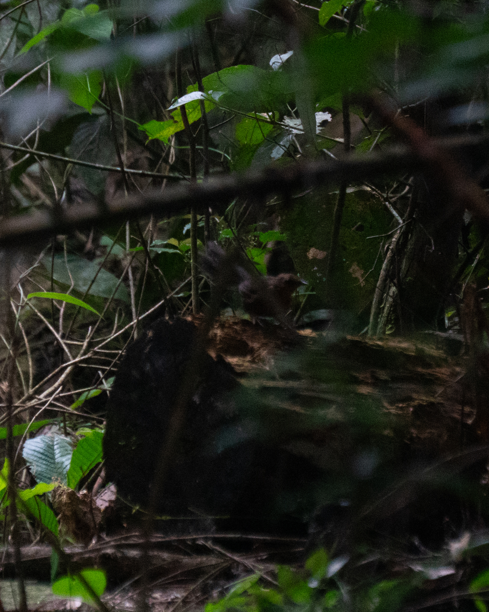 Slaty Bristlefront (Merulaxis ater), photo 10