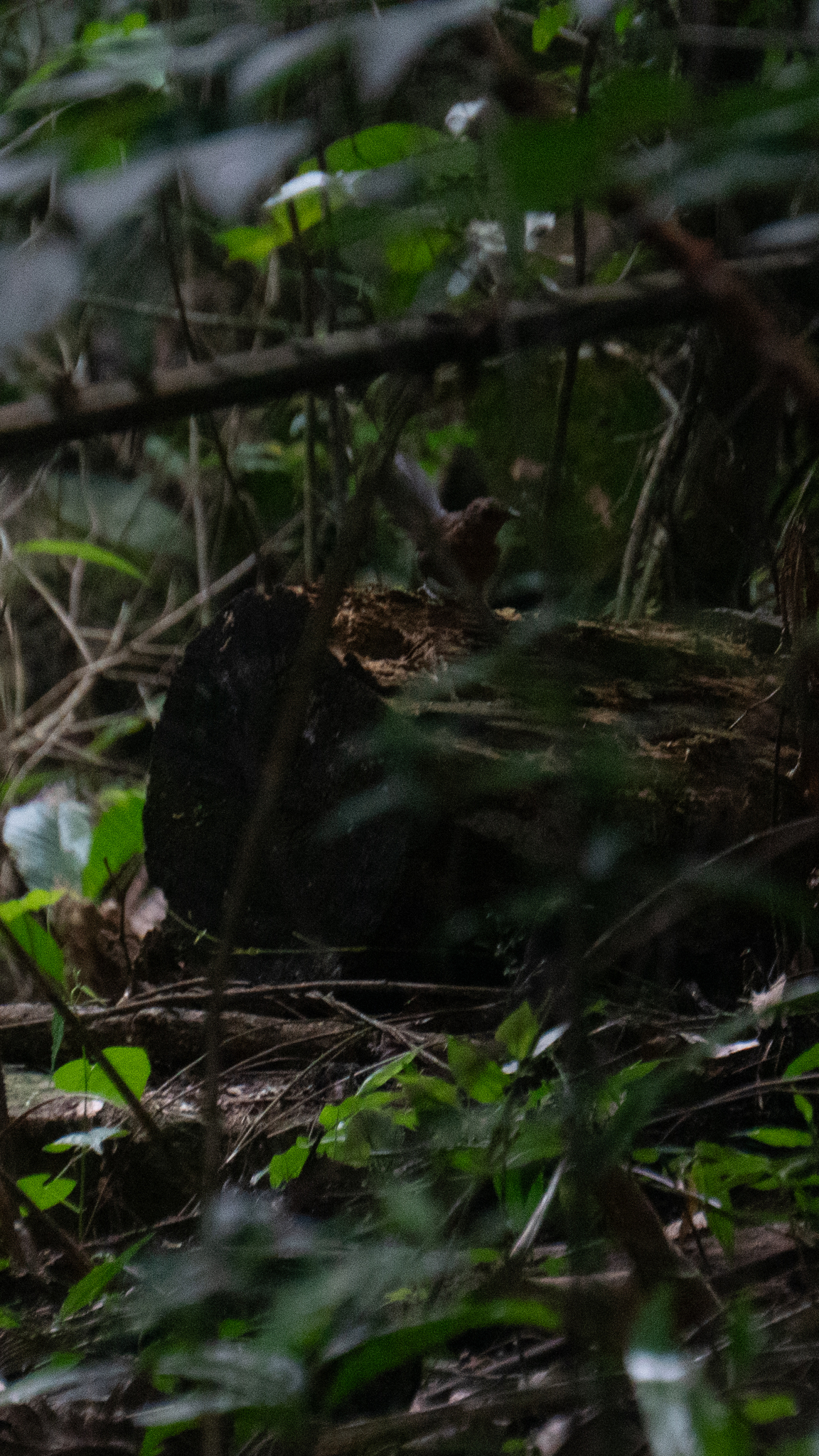 Slaty Bristlefront (Merulaxis ater), photo 9