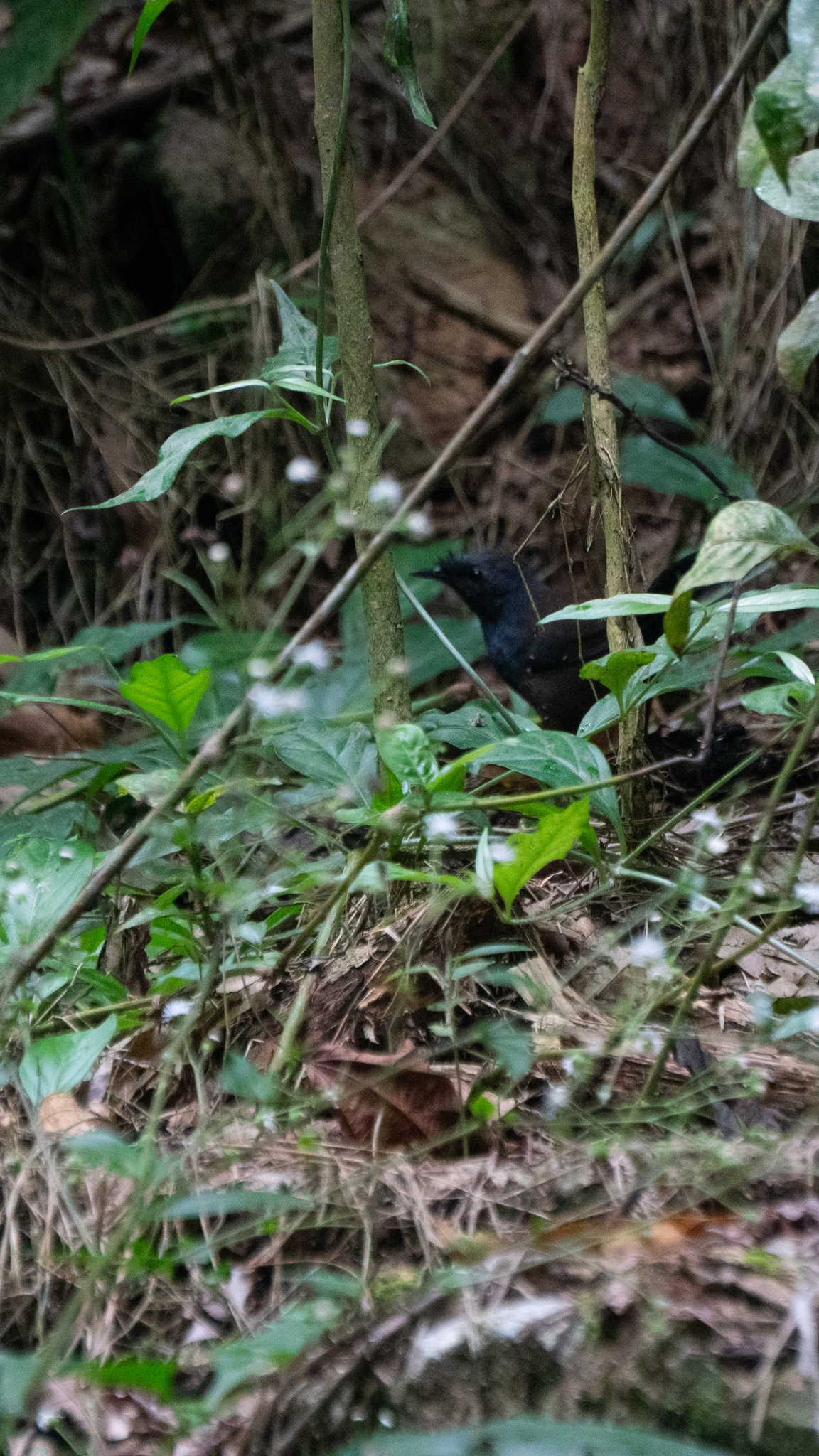 Slaty Bristlefront (Merulaxis ater), photo 2