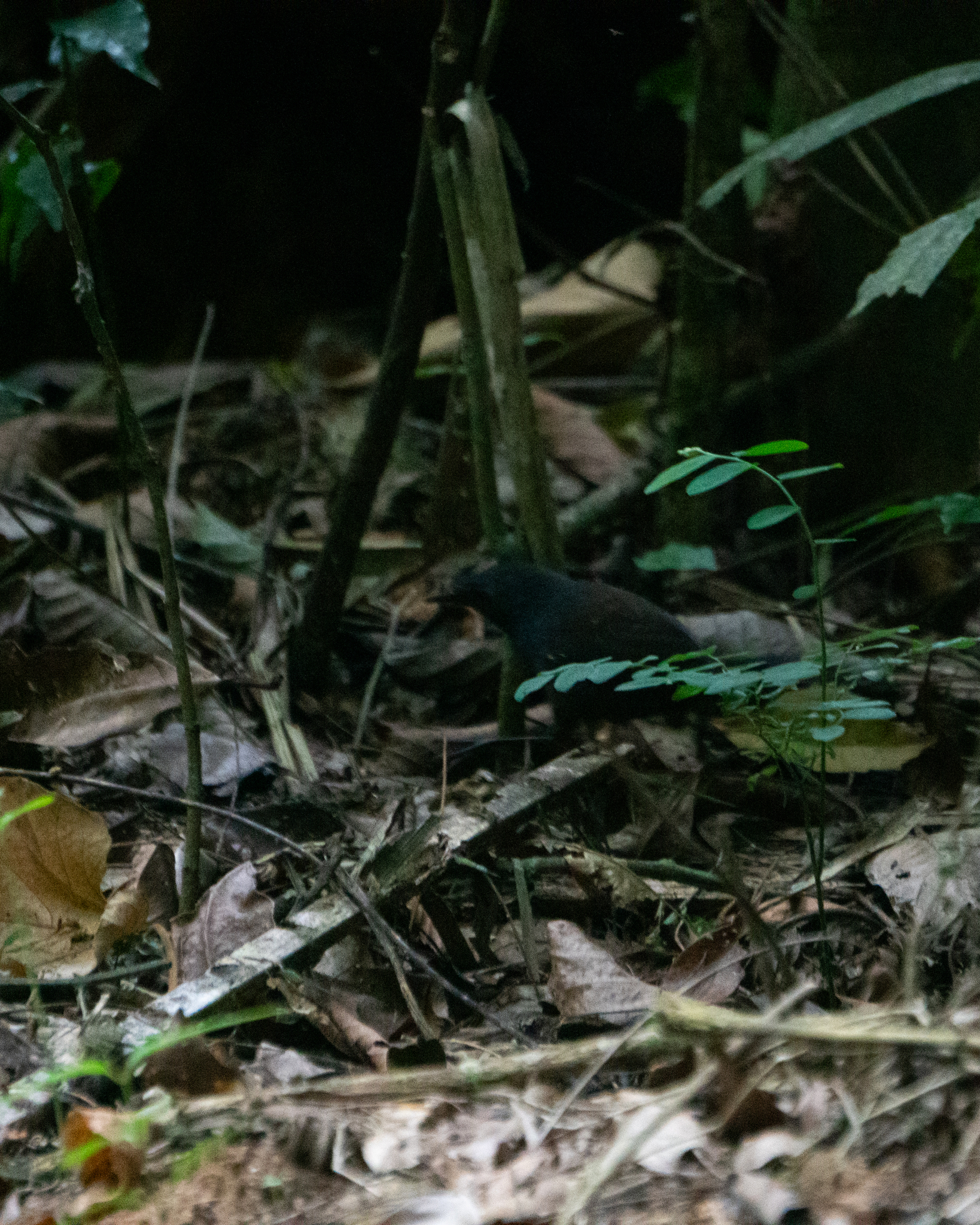 Slaty Bristlefront (Merulaxis ater), photo 7