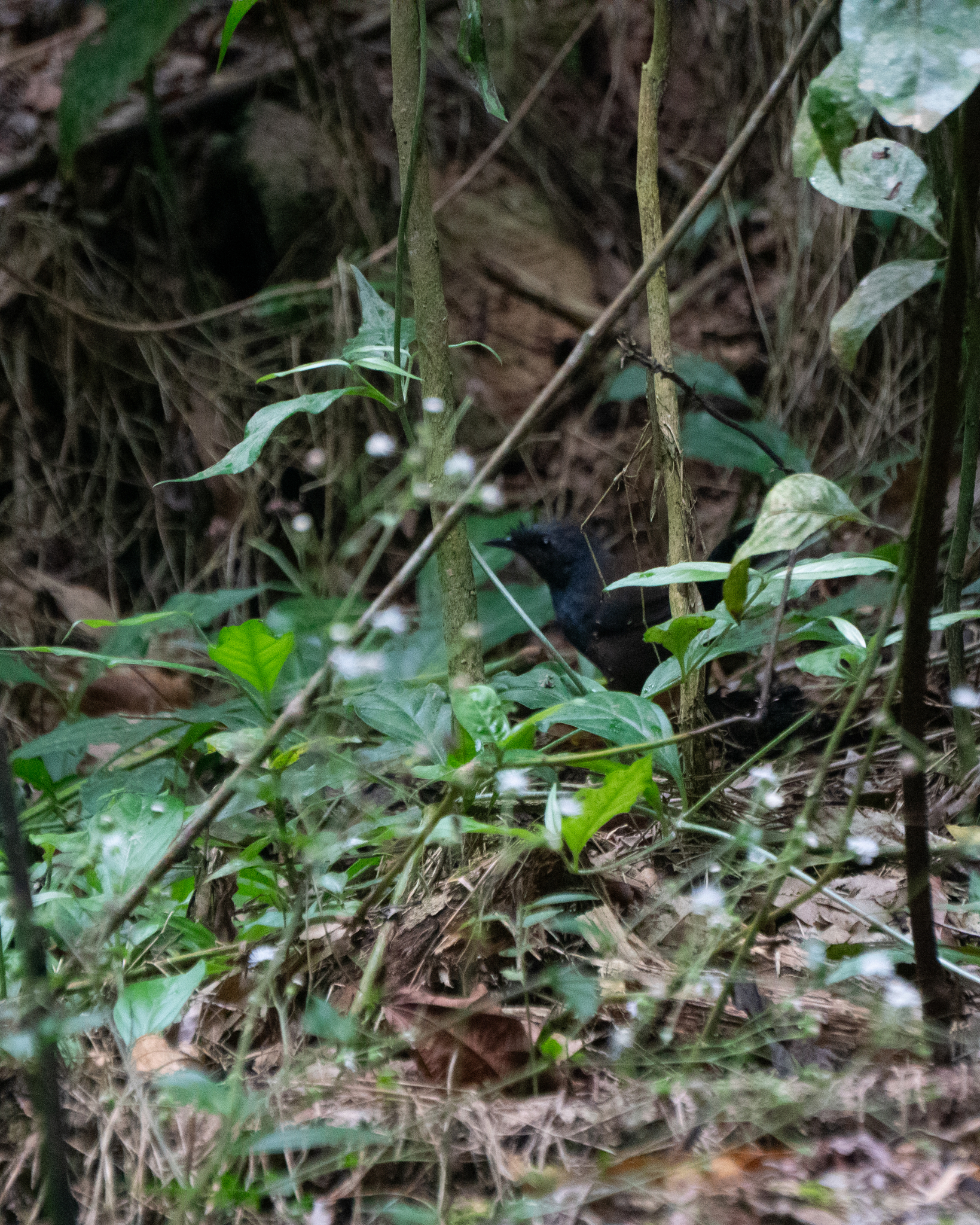 Slaty Bristlefront (Merulaxis ater), photo 1