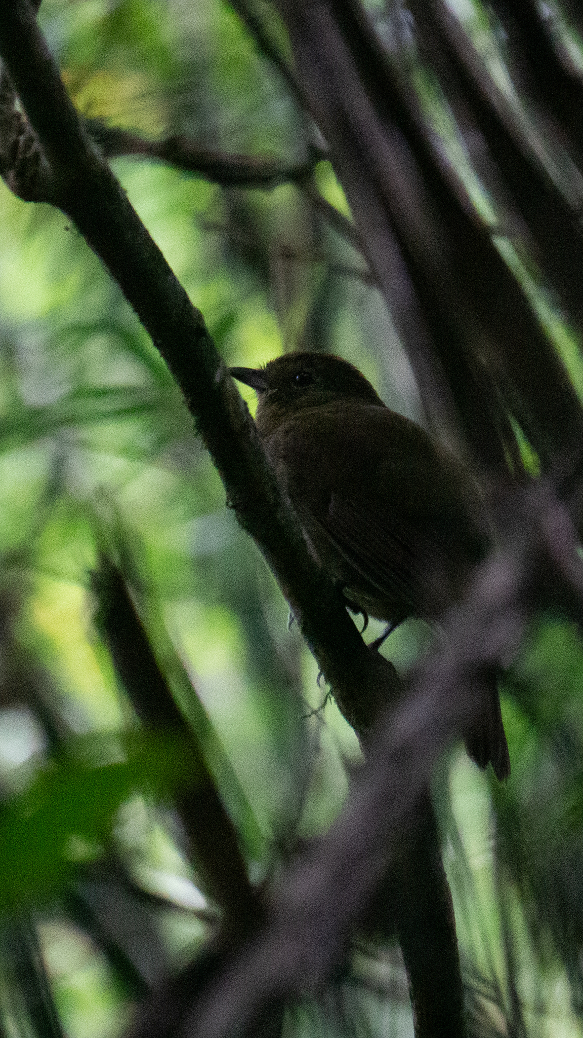 Greenish Schiffornis (Schiffornis virescens), photo 6