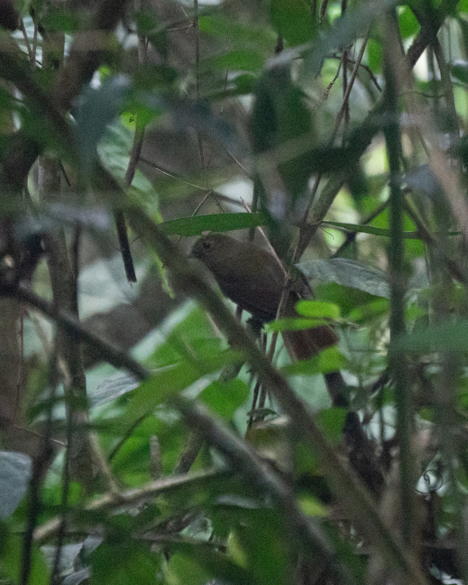 Greenish Schiffornis (Schiffornis virescens), photo 5