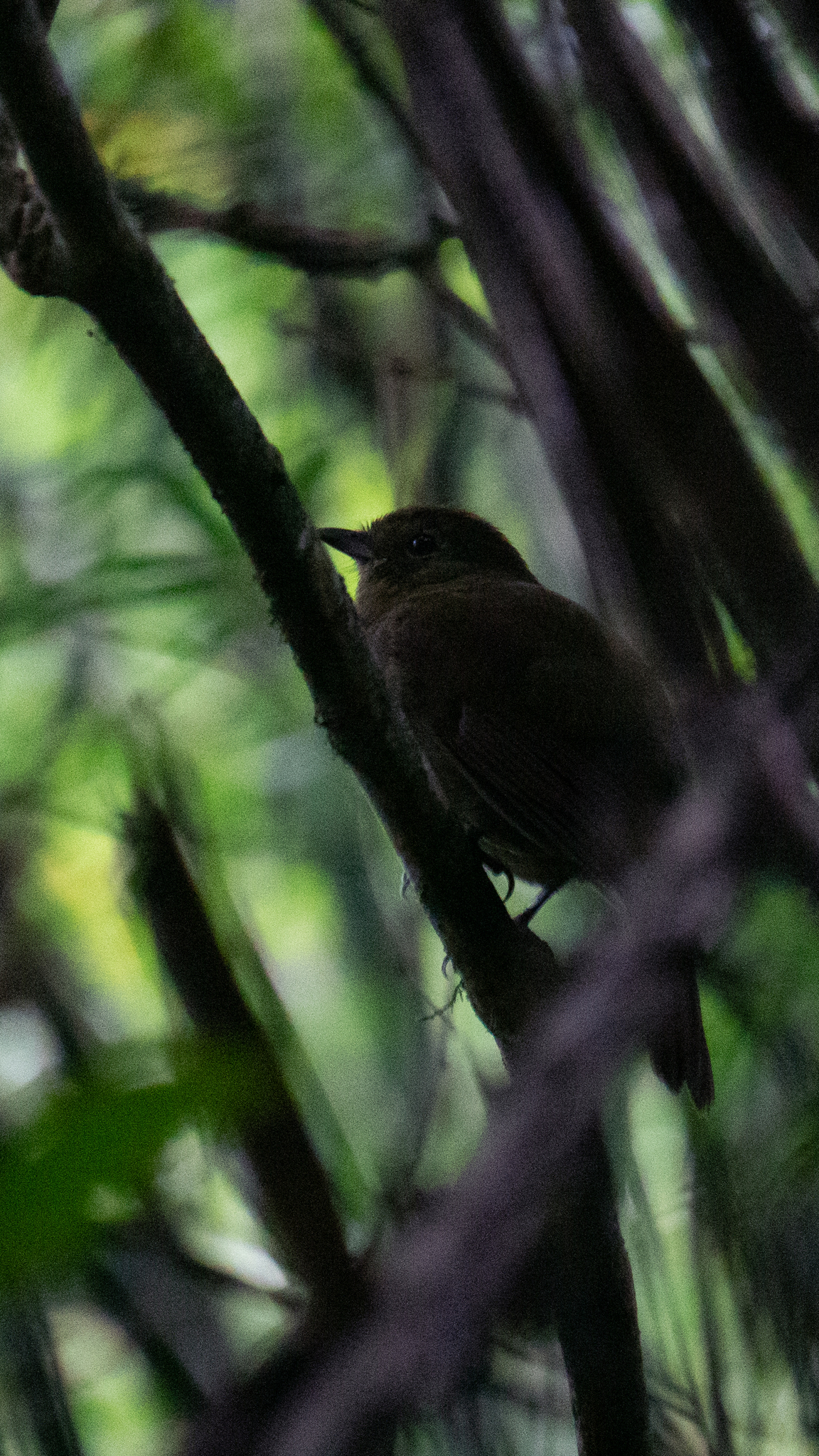 Greenish Schiffornis (Schiffornis virescens), photo 4