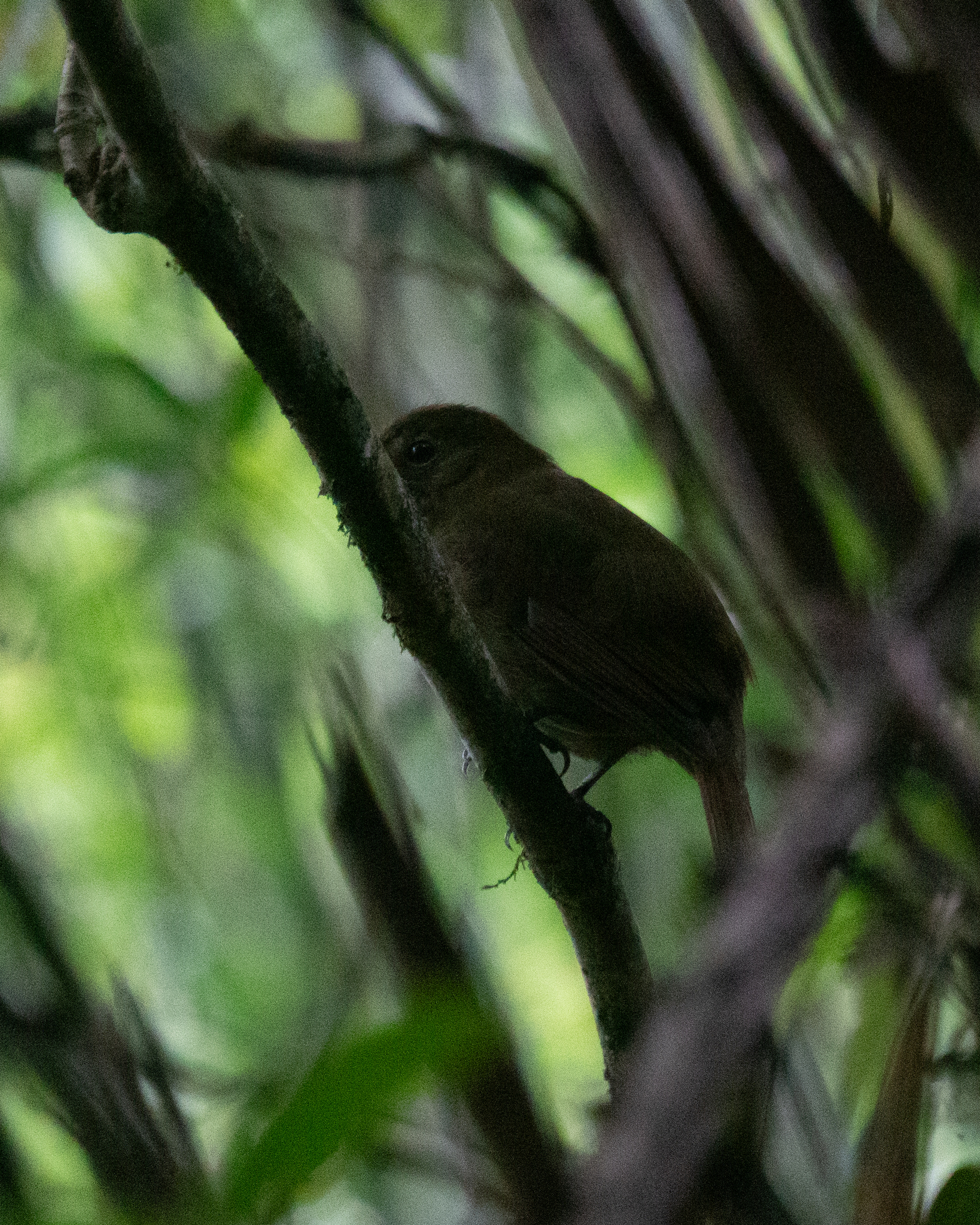 Greenish Schiffornis (Schiffornis virescens), photo 7