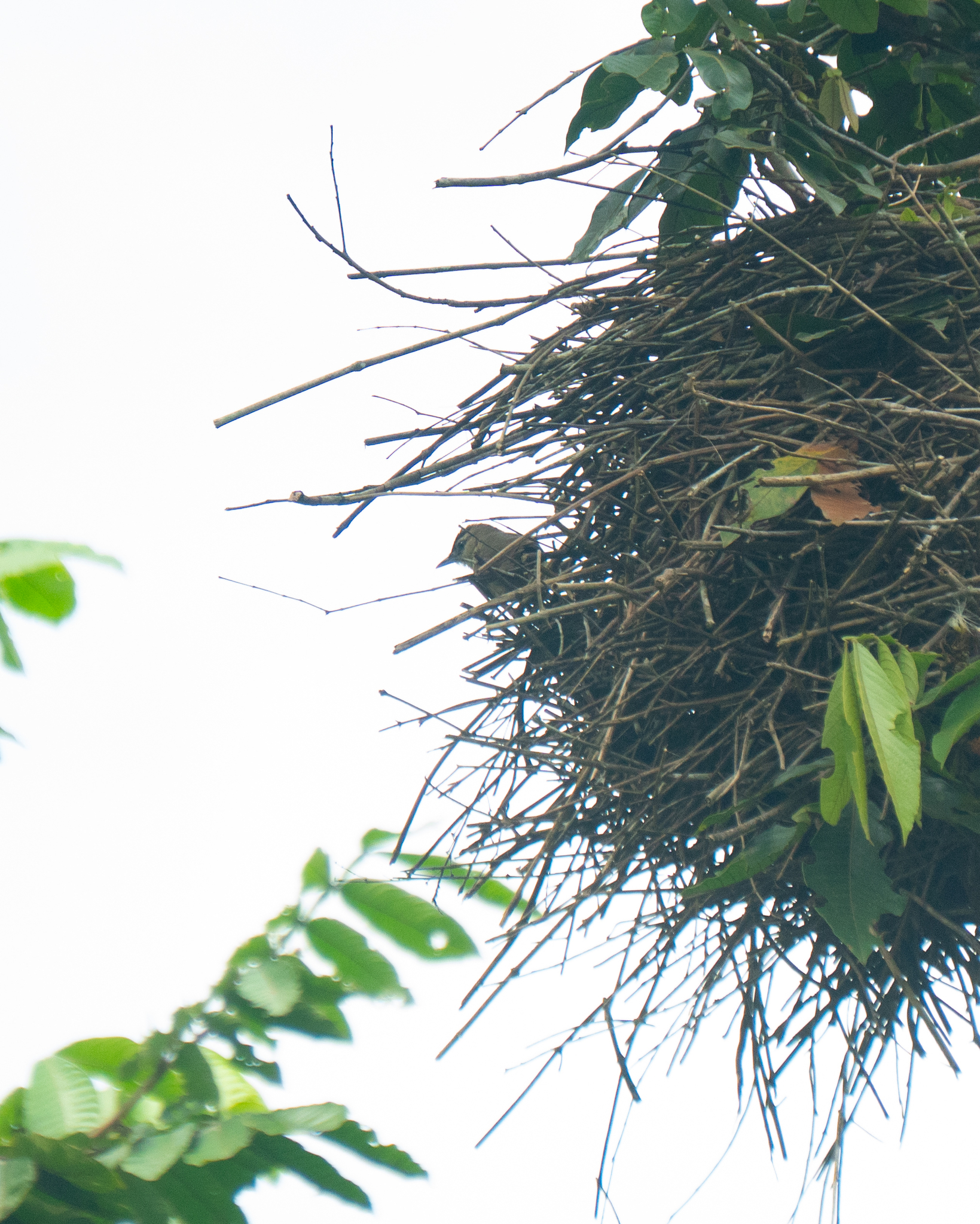 Rufous-fronted Thornbird (Phacellodomus rufifrons), photo 1