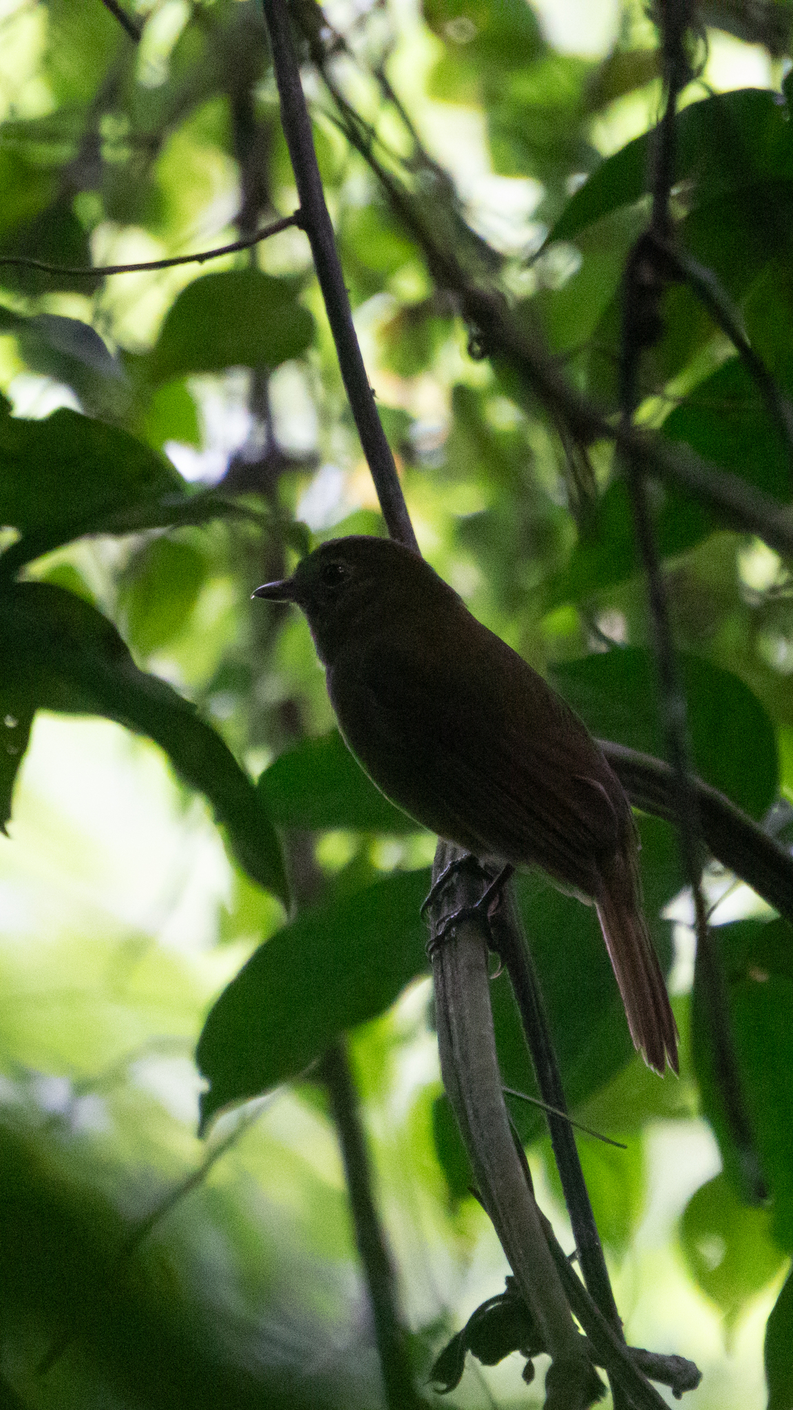 Greenish Schiffornis (Schiffornis virescens), photo 3