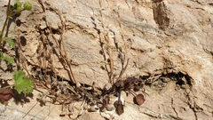 Phacelia rotundifolia