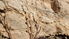 Phacelia rotundifolia