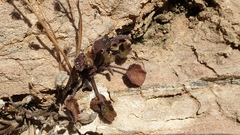 Phacelia rotundifolia