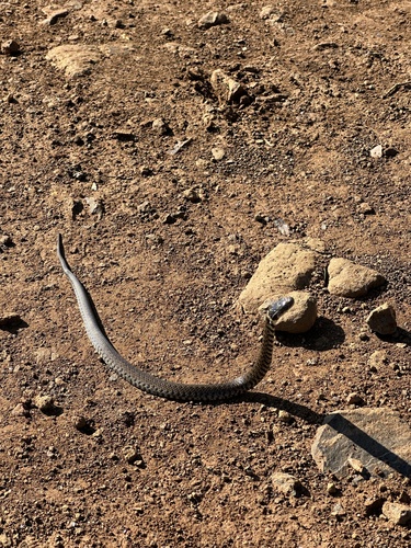 Yellow-bellied Liophis