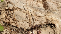 Phacelia rotundifolia
