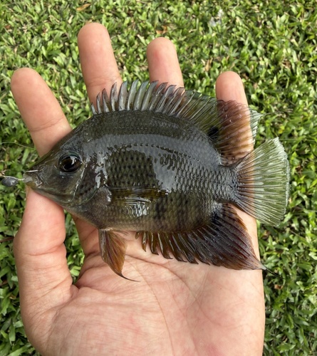 Severum (Heros efasciatus) — Cichlidae — 3