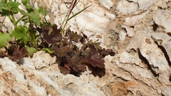Phacelia rotundifolia