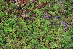 Laurembergia repens, photograph (c) Tony Rebelo, some rights reserved (CC BY-SA)