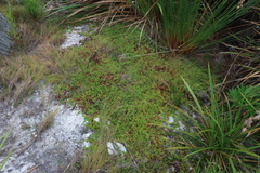 Laurembergia repens, photograph (c) Tony Rebelo, some rights reserved (CC BY-SA)