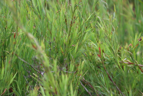 Grass Caperose (Cliffortia graminea)