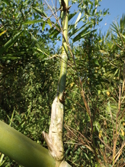 Guadua amplexifolia