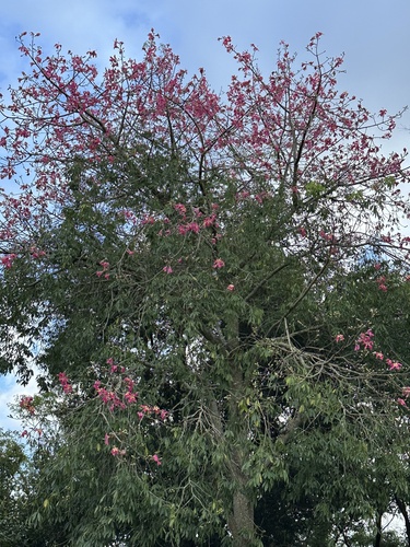 Silk floss tree