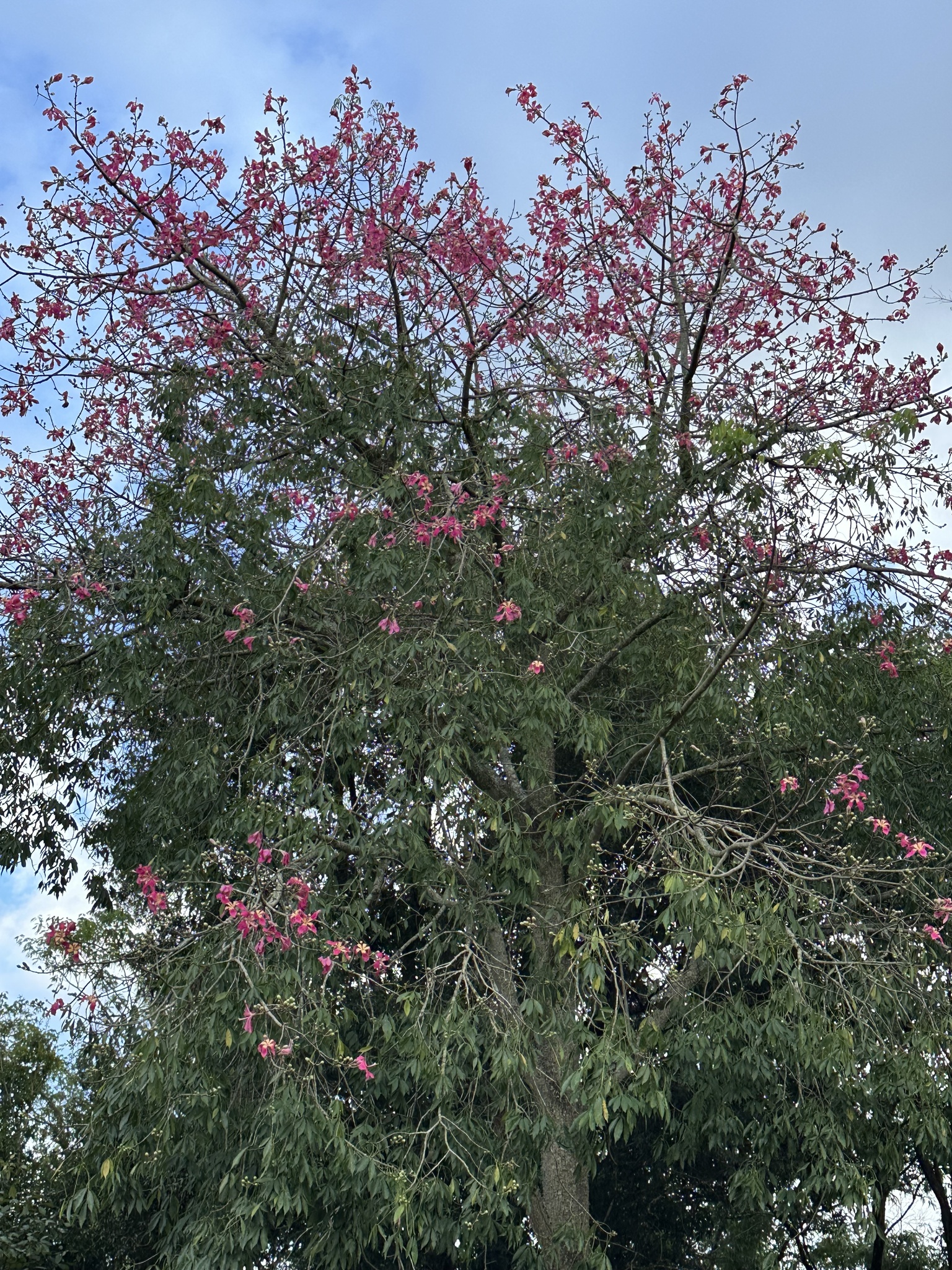 Ceiba speciosa