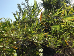 Guadua amplexifolia