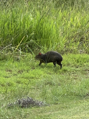 Azara's Agouti
