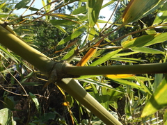 Guadua amplexifolia