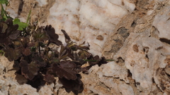 Phacelia rotundifolia