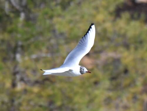 Black-headed Gull