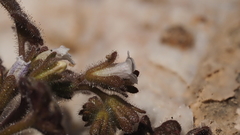 Phacelia rotundifolia
