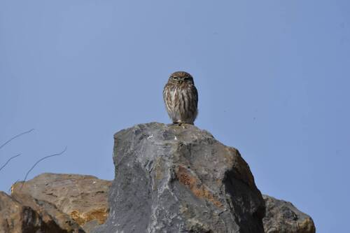 Little Owl
