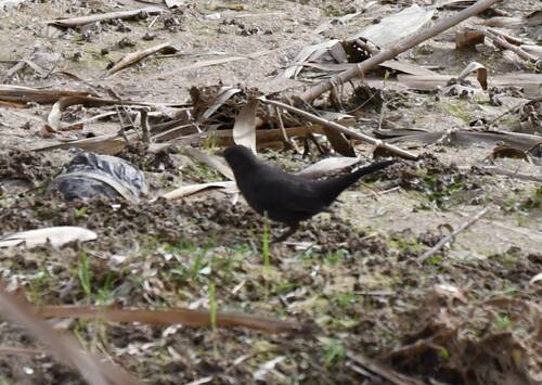 Eurasian Blackbird
