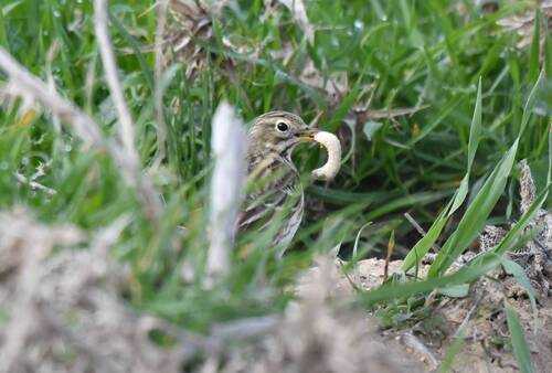 Meadow Pipit