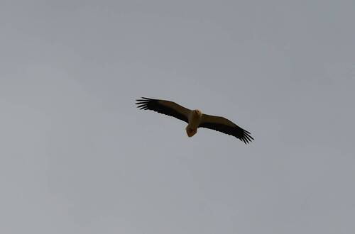 Egyptian Vulture (Neophron percnopterus), photo 7