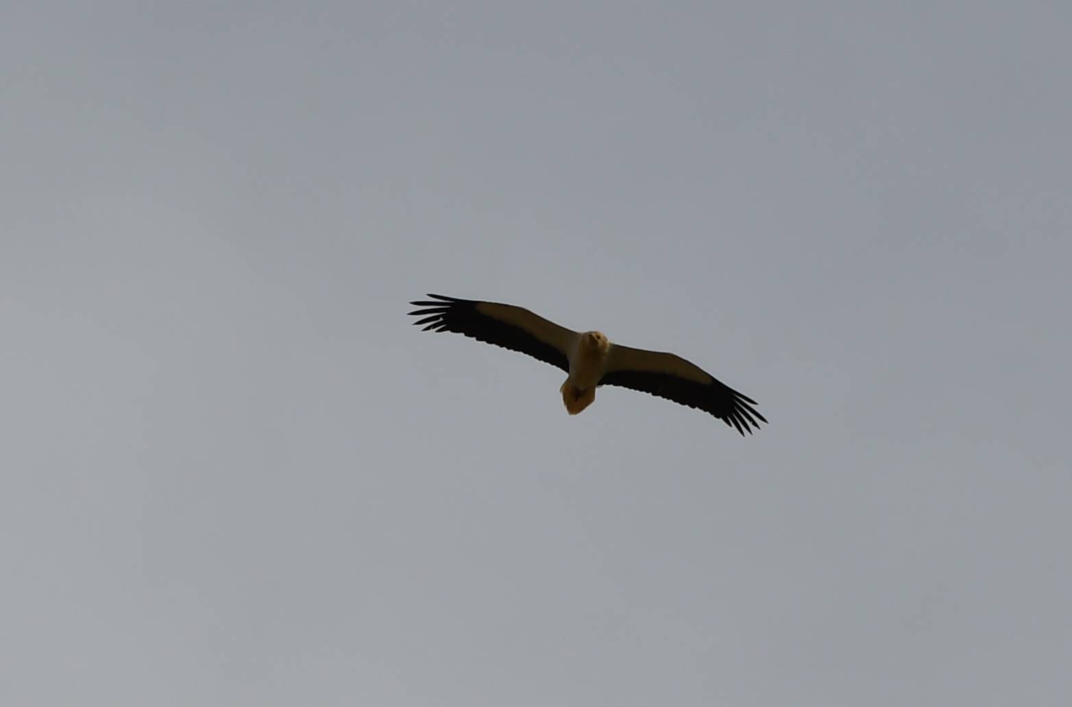 Egyptian Vulture (Neophron percnopterus), photo 8