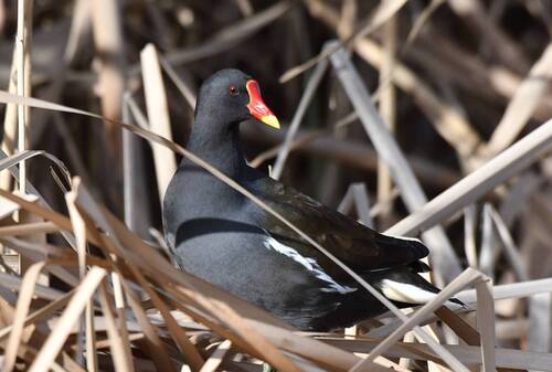 Common Moorhen