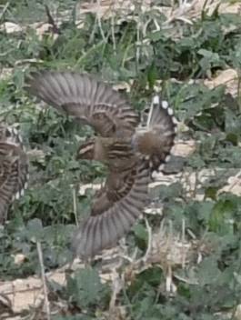Rock Sparrow (Petronia petronia), photo 8