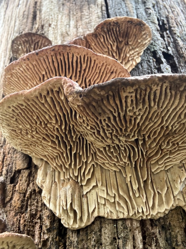 Fomitopsis quercina · February 2026 · photo: © cjoynson (iNaturalist, cc0)