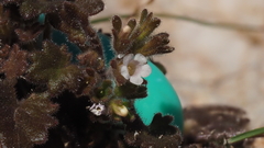 Phacelia rotundifolia