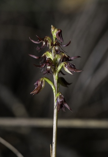 Brindabella midge-orchid (Genoplesium ectopum)