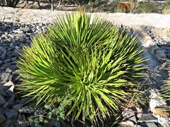 Agave gracielae