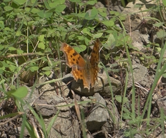 Polygonia satyrus