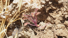 Phacelia rotundifolia