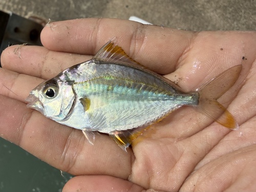 Oblong ponyfish (Nuchequula gerreoides) — Leiognathidae — 5